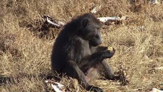 Baboon & Monkey combo hunt with De Beer Safaris