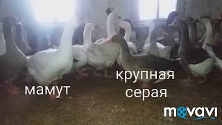 Гуси /geese  Крупная серая vs мамут какая порода крупнее??