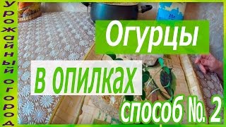 СЕЕМ ОГУРЦЫ В ОПИЛКИ!!!ОТЛИЧНЫЙ СПОСОБ №2