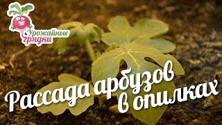 Рассада арбузов в опилках. Посадка арбузов. Урожайные грядки.