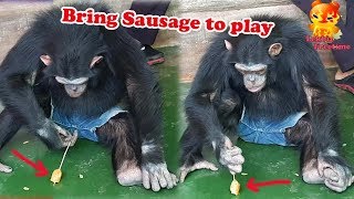 The Chimpanzee play sausages on the floor but refused to eat