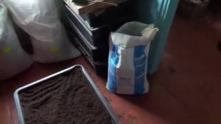 Биогумус, корм, коконы. Ответы на вопросы/Разведение червя дендробена