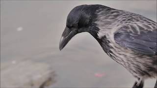 Lumix G X Vario PZ 45-175mm f/4-5.6 Asp Power OIS Video test FHD/50fps