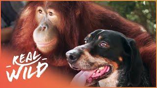 Oddest Friendships Between Animals | Animal Odd Couples | Real Wild
