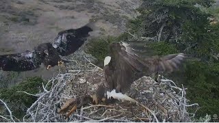 Sauces Channel Island Eagles ~ A-40 Brings Adult Island Fox To Nest ~ Saucy Claims It 6.27.18
