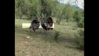 CACERIA DE 2 GUAJOLOTES SILVESTRES CON ARCO