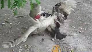 The battle of musk ducks. Бой мускусных селезней (индоуток).