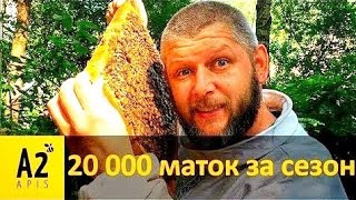 20 000 маток за сезон: полезные тонкости от польского  матковода Томаша Радзивоновского (PL)