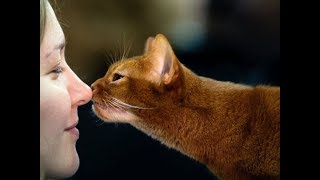 КАКИХ ЛЮДЕЙ ЛЮБЯТ КОШКИ? Советы владельцам кошек Tips for cat owners