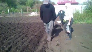 Посадка картофеля под ручной окучник.
