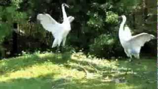 Whooping Cranes Courtship - mating dance with audio