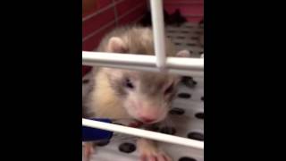 可愛すぎるフェレットの鳴き声
