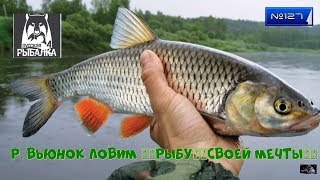 #Стрим  #РУССКАЯ РЫБАЛКА 4 порыбачим №127*( Р. ВЬЮНОК ЛОВИМ ?РЫБУ?СВОЕЙ МЕЧТЫ? )