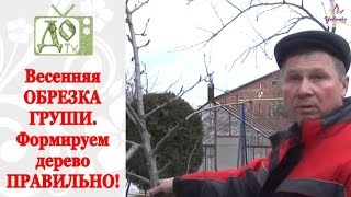 Весенняя ОБРЕЗКА ГРУШИ. Формируем дерево ПРАВИЛЬНО. Все тонкости обрезки от DelaOgorodnieTV