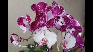 Orchids / Первое видео. ))) Цветение моих орхидей на 28.01.2018