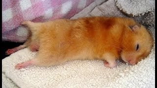 Почему мой хомяк днём спит? Хомяк ночное животное!