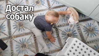 VLOG: Вова ползает, достал Пилота / Покупки