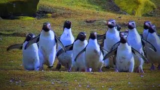 Best of Funny Penguins ?? Funny And Cute Penguins (Full) [Funny Pets]