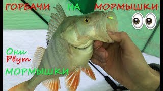 Горбачи на мормышку!