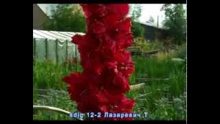 Гладиолусы (1)  селекция Лазаревич Тамары