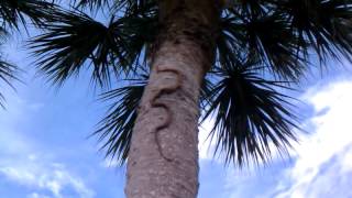 Snake Climbing Palm