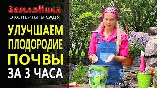 Как сделать почву плодородной? Способы улучшения почвы.