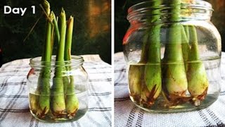 Tá hỏa vì thấy nhà nào cũng để BÓ SẢ trong nhà vệ sinh, giờ mới biết lí do CỰC HAY của nó