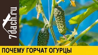 ? Почему горчат огурцы - 7 дач