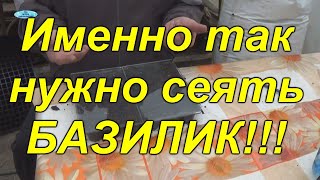 БАЗИЛИК. ПОСЕВ В КАССЕТУ СЕМЯН БАЗИЛИКА.