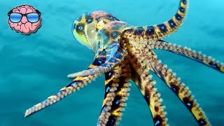 Top 10 Most Venomous Animals On Earth