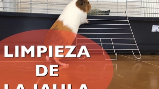 Limpieza de la jaula de una cobaya | Mr.Cobanejo