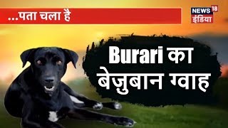 पता चला है | Burari का बेज़ुबान ग्वाह | मालिक की मौत से सदमे में बेज़ुबान | News18 India