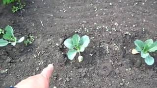 Капуста РАСТЁТ рассадой купленной на рынке