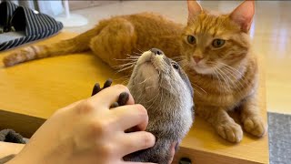 カワウソと遊びたがる猫に、カワウソを連れて行った！ I took the otter to a cat who wants to play with the otter!