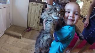 ПРИКОЛЫ С КОТАМИ МЕЙН КУН И РЕБЕНКОМ ? КОТЫ МЕЙН-КУН И ДЕТИ