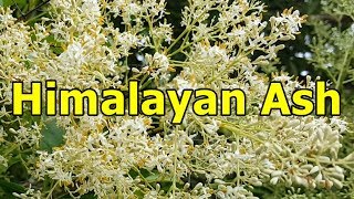 Himalayan ash - Fraxinus griffithii HD Video 02