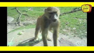 sasacilo video bavshvebze   sasacilo prikolebi top 8 2015