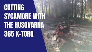 CUTTING SYCAMORE WITH THE HUSQVARNA 365 X-TORQ