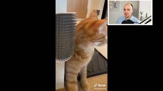 Гаджеты из ТИК ТОК для кошек, которые можно купить на OZON