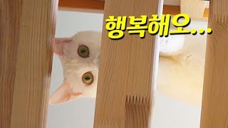 고양이들이 여기에 들어가면 행복하대요