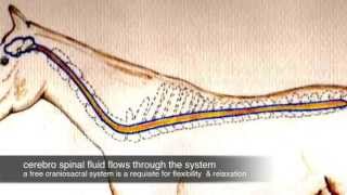 equine craniosacral - ENG version