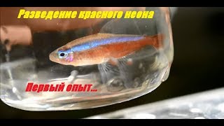 Красный неон. Разведение