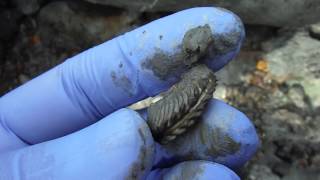 Fossil Hunting, Copt Point, Folkestone, UK