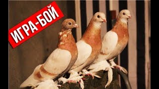 Игра в голубятне | Зимой наслаждаюсь игрой голубей в голубятне 29.01.20