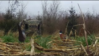 January hunt for pheasants Part 3 - Traditional Bowhunting - Recurve bow - Tales From the Willows