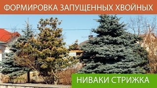 НИВАКИ В САДУ/ Ель канадская.Ель Колючая. Можжевельник БЛЮ ШВЕД./Властелин туи/Стрижка туи минск/