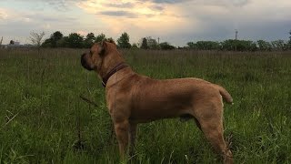 Cane corso Filya // Кане корсо Филя