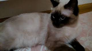 Как ухаживать за котёнком / kitten
