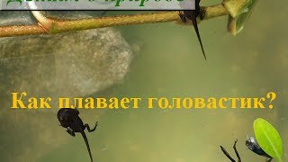 Головастик лягушки ✿ Как плавает головастик?