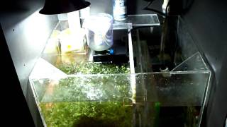Sump - Refugium - 29 Gallon Biocube